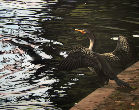 The Water Beside a Cormorant