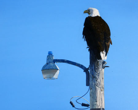 Homer's Eagle