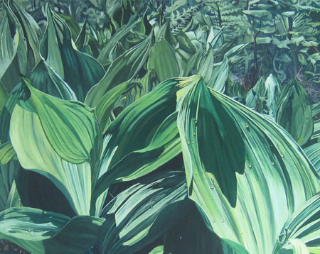 Shaded Corn Lilies