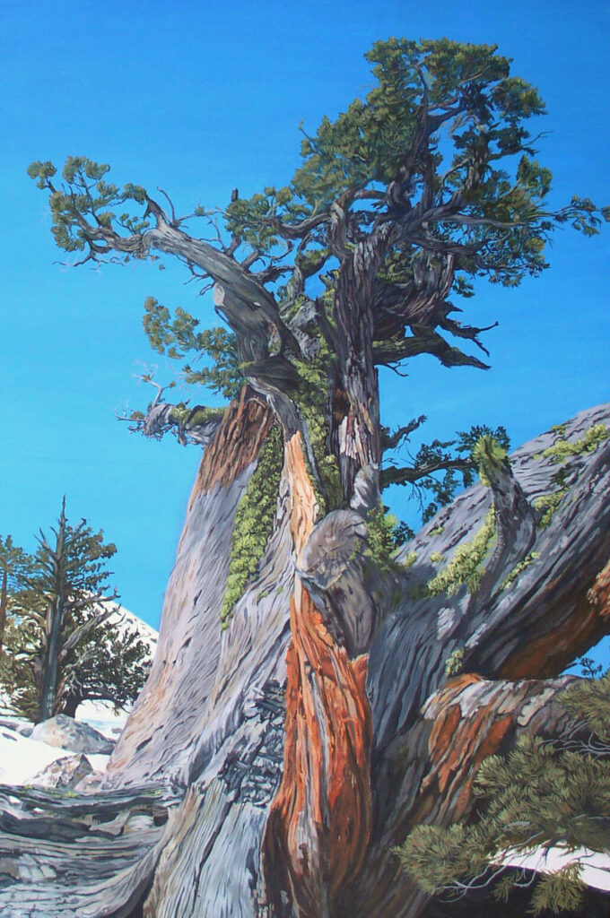 A painting of a juniper tree in desolation wilderness