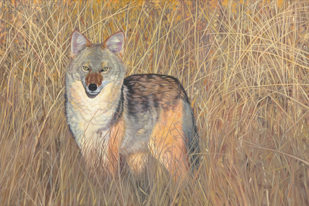 A painting of a coyote in the tall grass of Washoe Meadows State park near Lake Tahoe. by Tom Watts