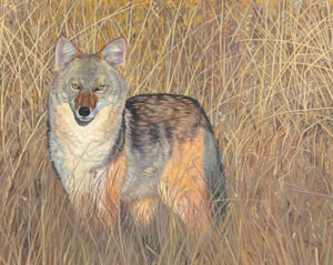 A painting of a coyote in the tall grass of Washoe Meadows State park near Lake Tahoe. by Tom Watts